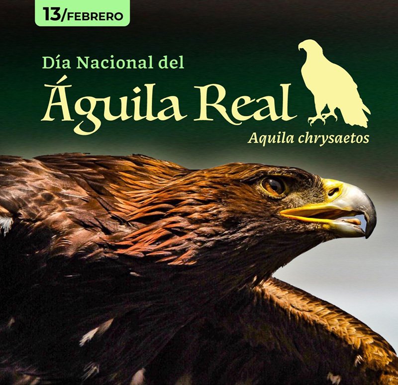 Acciones conjuntas de Guanajuato para proteger hábitat del águila real -  