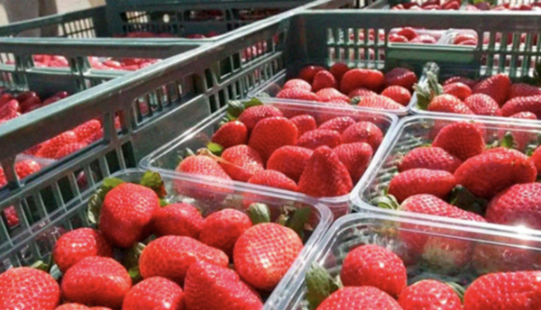 Cajas De Fresa Mexicana En Punto De Venta Durante Proceso De Exportación A Estados Unidos.