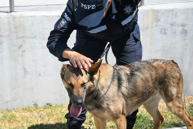 Guardia Nacional refuerza la seguridad en Guanajuato con 189 binomios caninos