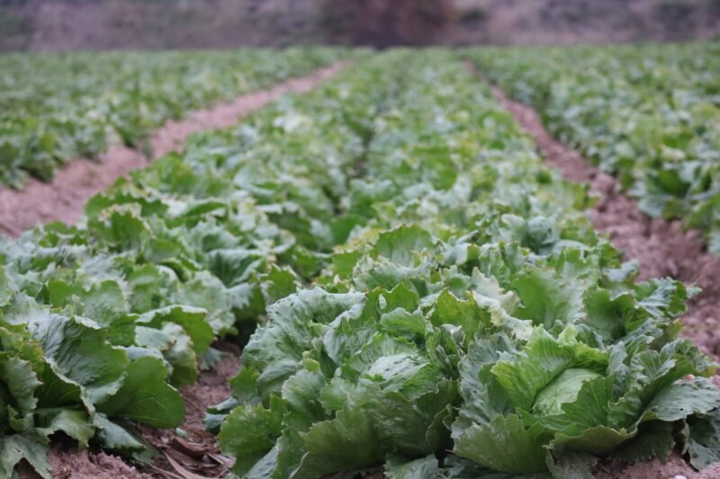 FDA aclara: investigación por brote de Cyclospora en EE. UU. sigue apuntando a lechuga de México