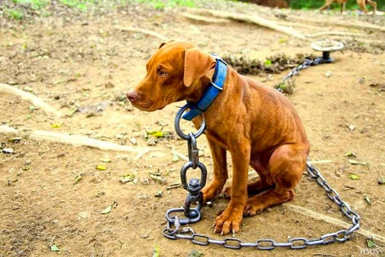 Maltrato animal tendrá mayor vigilancia y sanciones en los municipios de Guanajuato